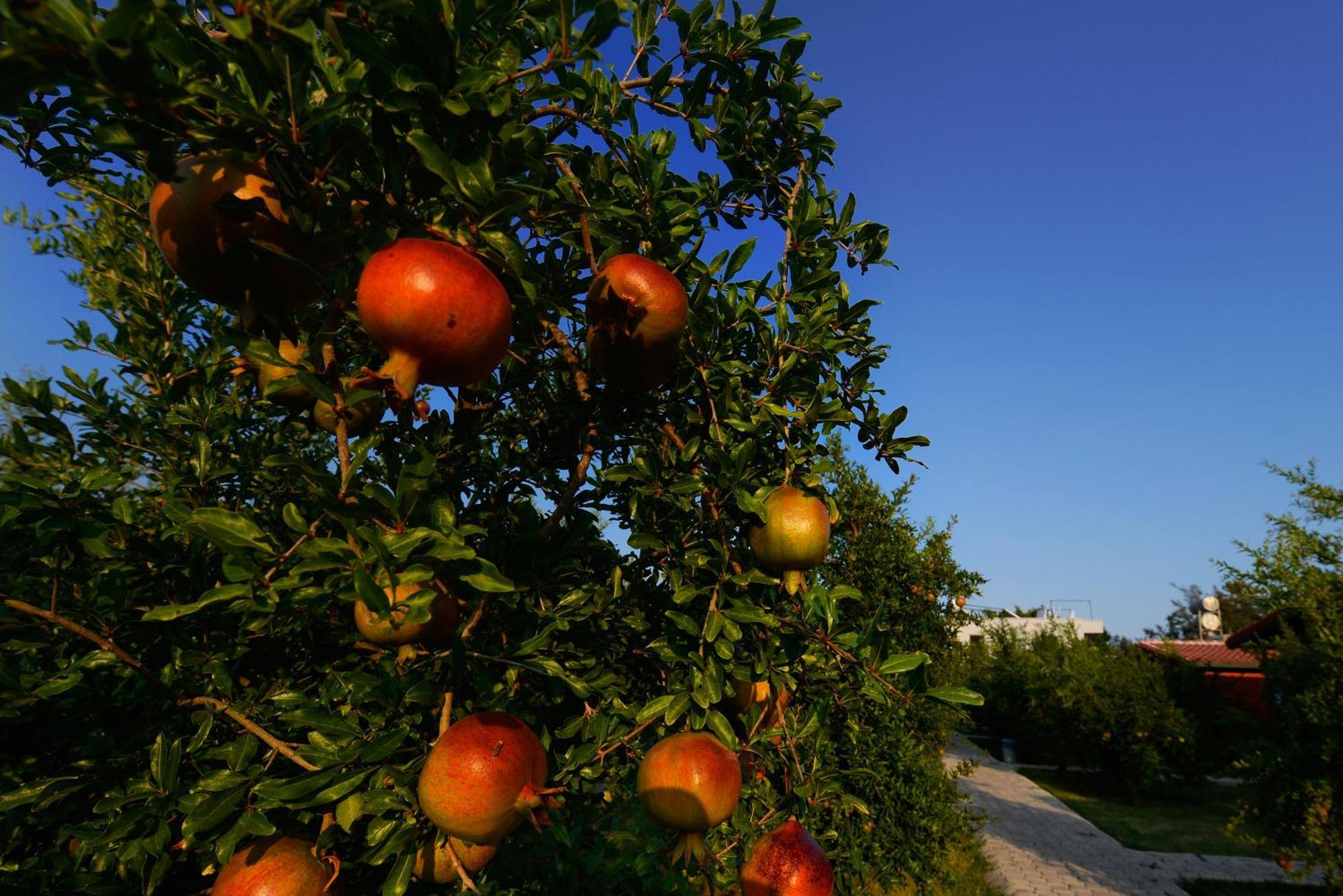 Yildiz Pension Bungalows Çıralı Εξωτερικό φωτογραφία